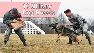 Top 10 Military Dog Breeds