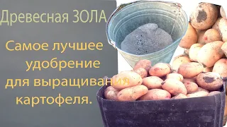 Древесная зола  лучшее удобрение для выращивания картофеля 0