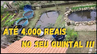 Tire a Conclusão... Sitio pequeno da lucro ou Não  *300 metros* #sustentabilidade @TILAPIAMinhaVida