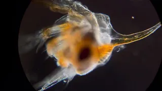 Zoea of a crab (Mediterranean Sea)