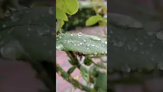 с добрым☔🌧️ дождливым утром.вот и осень пришла🍁🍂