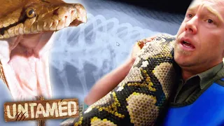 6.5 meter Python Cracked Her Spine 😰 Bondi Vet Clips | Bondi Vet