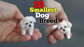 Top 10 small dog breed - easily available in India 2022 *teacup dog*