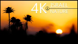 4K Nature - 30 minutes Israel - Relaxing Music
