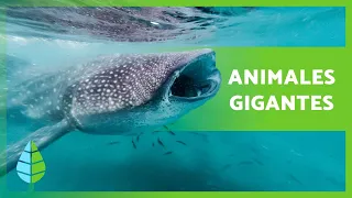 10 ANIMALES más GRANDES del MUNDO 🦑🐍