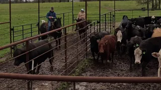 Cattle round up part 2