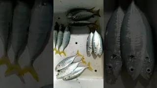 The results of fishing in FADs|| mackerel and giant fish trevally#shorts