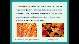 Біологія 6 клас. Урок № 8 «Відмінні риси будови рослинної і тваринної клітини»