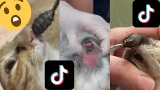 Huge Botfly Removal - Tiktok Compilation