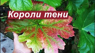 Шикарные растения для тенистого сада