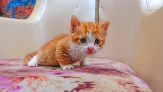 Mom Cat And Kitten Have An AMAZING Transformation After 50 Days (hungry kittens) Lucky Paws