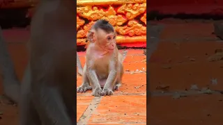 Poor baby monkey Mara without love #monkey #shorts #wildmonkey #short #shortvideo