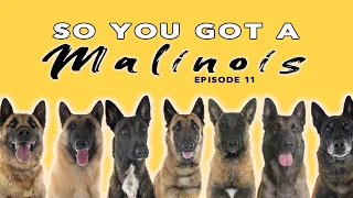 So You Got a Belgian Malinois - Episode 11 - Dog Training Tips and Advice