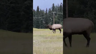 Short battle between two large bull elk #wildlife #elk #animals #shorts