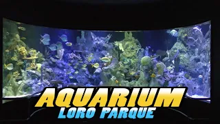 Loro Parque: ACUARIO - Tenerife (4k)