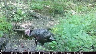 Scenes from the Forest Park trail cam