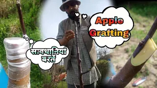 Apple Grafting 2023 || @TheAppleStack||