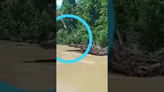 VIRAL PENAMPAKAN ULAR BESAR DI SUNGAI LANDAK KALIMANTAN#shorts