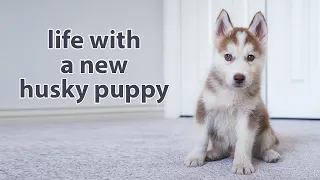 My First Month with A Husky Puppy (watch this before getting one)