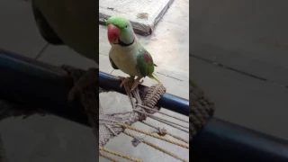 parrot calling Ami jan
