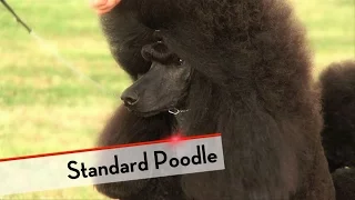 Standard Poodle - Best of Breed