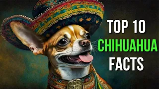 Top 10 Chihuahua Facts You Won't Believe! #6 Is HEARTWARMING!
