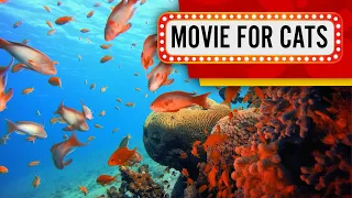 Movie for Cats - Tropical Reef (Videos for Cats to watch) 1 Hour 4K