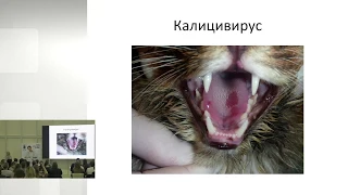 Ольга Сятковская - Респираторные инфекции кошек