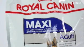 Обзор корма Royal Canin для взрослых собак крупных пород