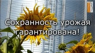 Автоприем зерна на элеваторе. Сушилки для зерна - проектирование и строительство в Украине