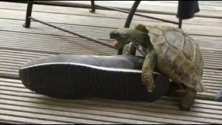 Turtle having sex with a shoe