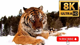 1500 ANIMALS NAMES and SOUNDS 8K PLUS ULTRA HD2K HD PART 12 |#AHMAD SAEED#