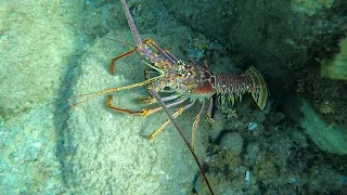 2024-04 - Ile Fourchue near St Barts. Huge lobster - Part 10