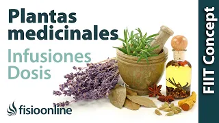 Tratamiento con plantas medicinales - Cómo hacer la infusión, dosis y duración de un tratamiento