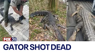 Florida man shoots alligator as it attacked dog in backyard: 'My heart just dropped'