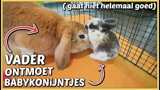 VADER KONiJN ONTMOET VOOR HET EERST BABYKONiJNTJES ( gaat niet goed) 😱 | Bellinga Vlog #2485