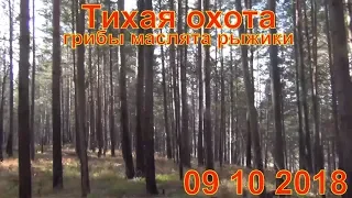 Маслята и Рыжики грибы сбор в лесу 09 10 2018 тихая охота выживание в лесу сибирь тайга гриб поход