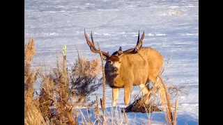 Mule Deer Bucks of January Ep. 4 "The Wide 4"