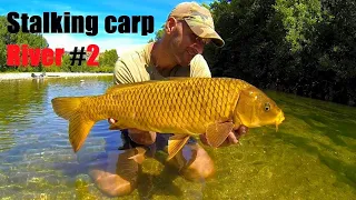 STALKING CARP RIVER 2 !!!