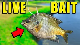 Fishing w/ LIVE BAIT for Spillway MONSTERS