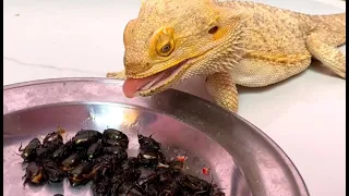 Bearded Dragon Spoons With His Favorite Food  2