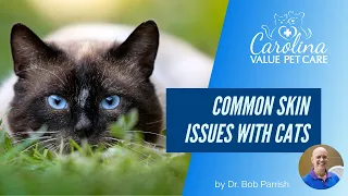 What are common skin conditions in cats, and what are the treatments?