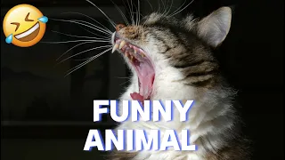 Compilation Funny Animal Videos 57 I 🤣Best Funniest Cats And Dogs