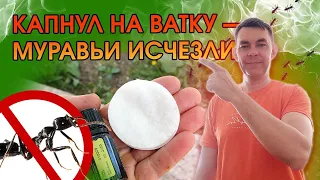 ОТ ЭТОГО ЗАПАХА МУРАВЬИ БЕГУТ КАК ОШПАРЕННЫЕ, А ВСЕГО ТО НЕСКОЛЬКО КАПЕЛЬ НА МУРАВЕЙНИК