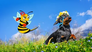 Smells Like Spring Spirit! Cute & funny dachshund dog video!