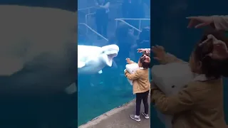 Beluga Whale Shows Excitement over Stuffed Friend ❤ #shorts #tiktok #funny #animals
