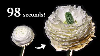 RANUNCULUS EXPLOSION IN 98 SECONDS! (FULL BLOOMING) | Time Lapse