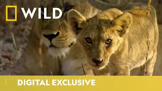 Lions and Baboons can be Friends | Lion Kingdom | National Geographic Wild UK