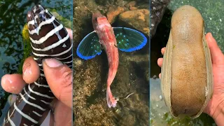 Catching Seafood 🦑🦀 Deep Sea Octopus (Catch Crab, Catch Fish,Catch Shark) - Tik Tok #8