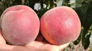 Персик Екстрім Світ. Peach Extreme Sweet. Солодка серія персиків. Обзор від Максі Сад